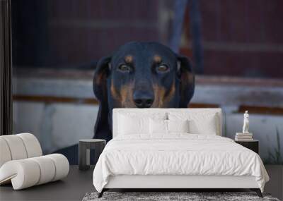 Portrait of dachshund. Wall mural