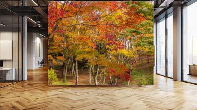 青空を背景に紅葉に色づく景色に包まれる風景
A landscape surrounded by autumn leaves with a blue sky in the background
日本（秋）2022年撮影
Japan (Autumn) Photographed in 2022
九州・大分県豊後大野市
用作公園（ゆうじゃくこうえん）
Yujaku Park Wall mural