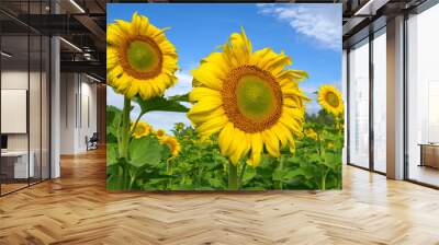 Blooming sunflowers closeup on blue sky background Wall mural