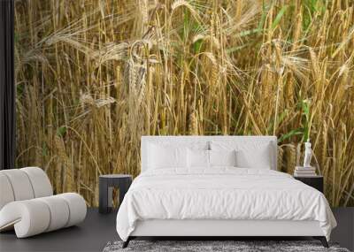 ears of wheat Wall mural