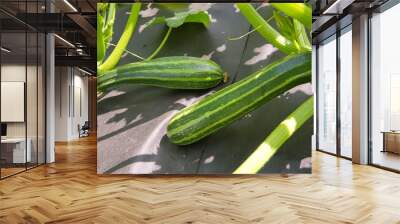 Two zucchini grow on a vegetable bed covered with black non-woven material Wall mural