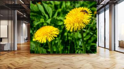 Two bright yellow dandelions lit by the summer sun among green grass. A bee sits on one of the dandelions and collects nectar. Wall mural