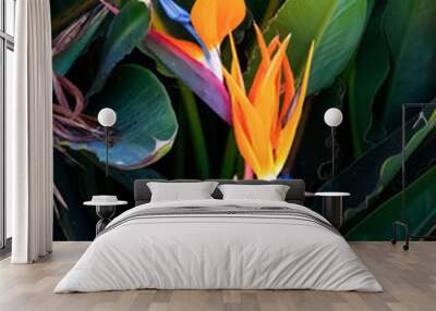 two colorful bird of paradise flowers closeup dark green leaf background vertical image Wall mural