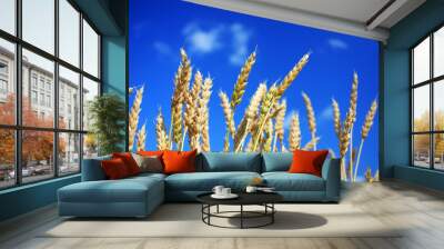 Golden ears of wheat Wall mural