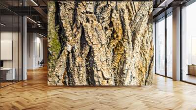 bark of a tree texture background Wall mural