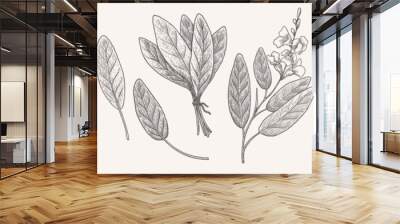 Big set of sage leaves and branches. Aromatic plant in vintage engraving style. Design element for culinary or medical products. Botanical illustration on a light background. Wall mural