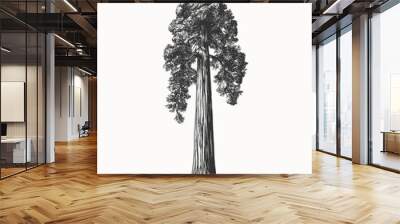 Sequoia in engraving style. Sequoia is the tallest tree on earth. Vintage botanical illustration on a light isolated background. Hand-drawn vector illustration. Wall mural