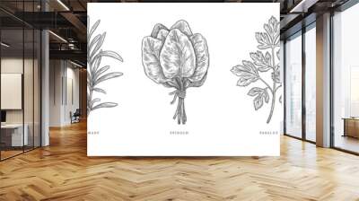 Sprigs of parsley, spinach, mint, dill, rosemary on an isolated background. Set of herbs for cooking in engraving style. Design element for cafes, markets and shops. Vector botanical illustration. Wall mural