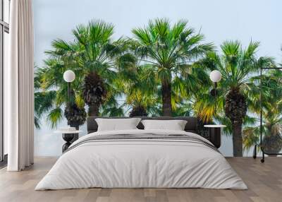 Beautiful outdoor tropical nature palm tree leaf Wall mural