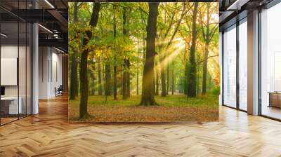 bright rays of the sun in the morning empty forest Wall mural