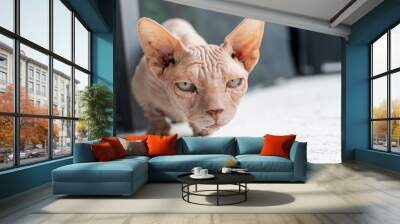 bald sphinx cat close-up with conjunctivitis and unwashed face. Wall mural