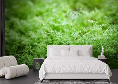 fennel grows on the bed Wall mural