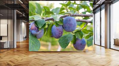 Close up of the plum tree branch with ripe juicy fruits on sunse Wall mural