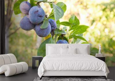 Close up of the plum tree branch with ripe juicy fruits on sunset light. Wall mural