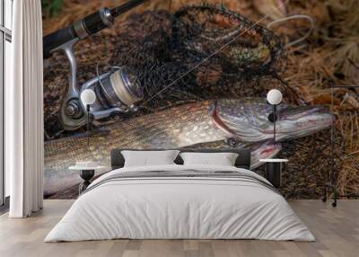 Freshwater pike fish. Two Freshwater pikes fish lies on keep net and fishing rod with reel.. Wall mural