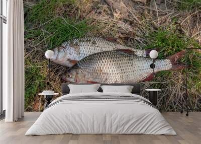 several common roach fish on green grass. catching freshwater fi Wall mural