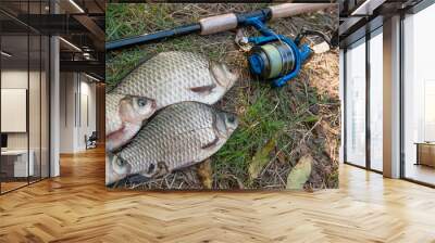 Several crucian fish or carassius on green grass. Catching freshwater fish and fishing rod with fishing reel on green grass. Wall mural