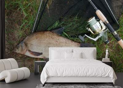 Single freshwater fish common bream and fishing rod with reel on natural background.. Wall mural