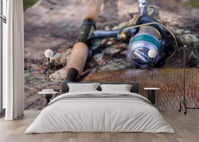 Trophy fishing. Close up view of big freshwater common bream fish and fishing rod with reel on landing net.. Wall mural