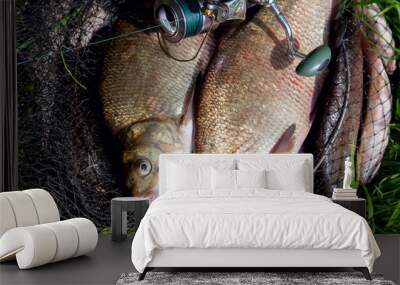 Two big freshwater common bream fish and fishing rod with reel on natural background.. Wall mural