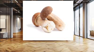 Two porcini mushroom known as boletus edulis isolated on white background. Wall mural