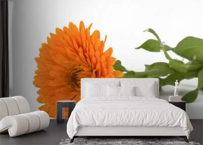 Flower of calendula, isolated on white background Wall mural