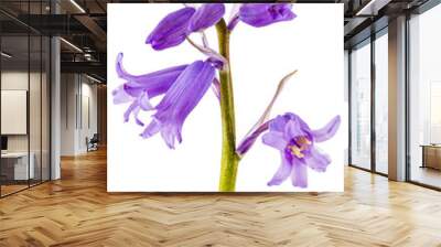 Flower of wild hyacinth, lat. Hyacinthoides hispanica, isolated on white background Wall mural