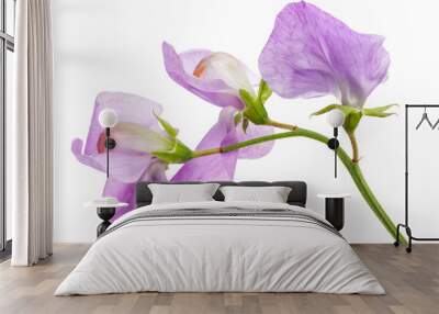 Flowers of sweet pea, isolated on white background Wall mural