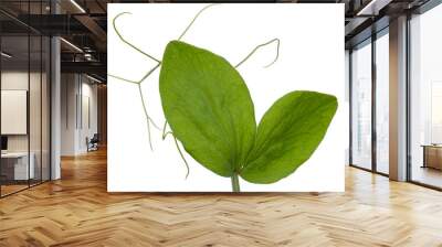 Stem and leaf of sweet pea, isolated on white background Wall mural