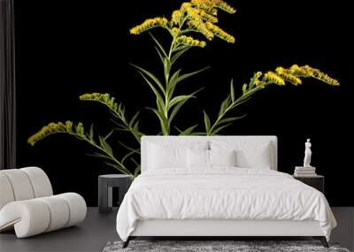 Yellow flowers of goldenrod, lat. Solidago, isolated on black background Wall mural