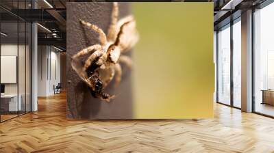 spider on web Wall mural