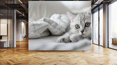 Cute kitty with blue eyes portrait indoor banner Wall mural