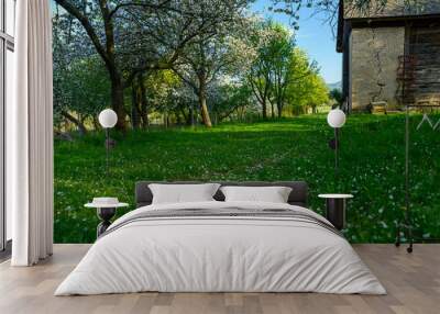 Spring rural garden. Beautiful green grass and blossom cherry trees. Farmland in may spring time Wall mural