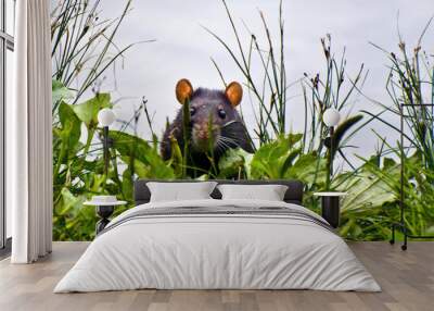 Black rat cautiously peeking out of the grass Wall mural