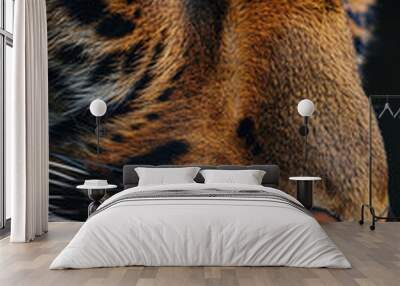 A tiger's face is shown in a close up. The tiger has a very expressive look on its face Wall mural