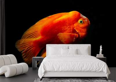 Red blood parrot cichlid are swimming in fish tank. it is a freshwater fish, hybrid cichlid by crossing midas cichlid (Amphilophus citrinellus) and the redhead cichlid (Paraneetroplus synspilus) . Wall mural