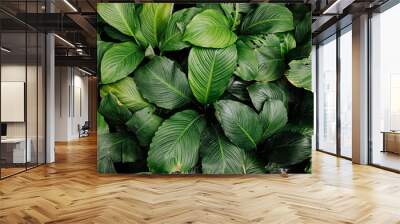 tropical leaf texture green leaves Background, foliage nature Wall mural