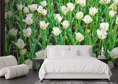 Blooming white tulips in summer garden. Beautiful spring and summer background Wall mural