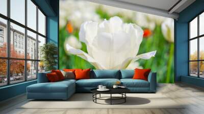 Blooming white tulips in summer garden. Beautiful spring and summer background Wall mural