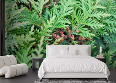 Cypress cedar tree branch with bunch of brown cones. Evergreen thuja bush Wall mural