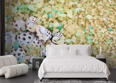 Sea Shells on Crystals of Aromatic Bath Sea Salt for Spa may use as background Wall mural