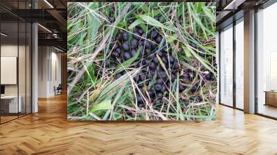 Deer poop in the grass in the meadow. Wall mural