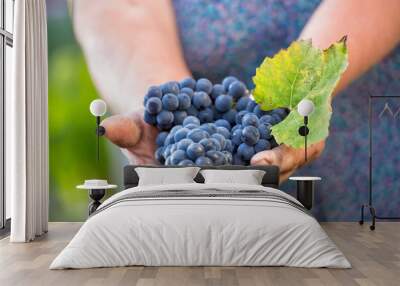 Close up of the hands of a vintner or grape farmer inspecting Wall mural