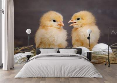 Newborn Chicks. Orange Chicks communicate with each other. Hay, white eggs Wall mural