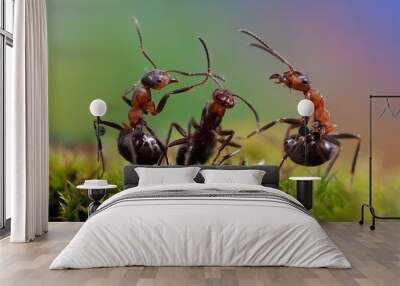 Three ant. Conflict, ants fight. Conceptually - dialogue, conversation, meeting, showdown, difficult negotiations. Beautiful rainbow background. Ants large, raised abdomens  Wall mural