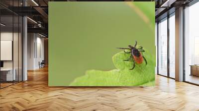 Parasitic deer tick waiting on green leaf with blurry nature background. Ixodes ricinus or scapularis. Closeup of hidden dangerous mite. Carrier of tick-borne diseases as encephalitis or Lyme disease. Wall mural