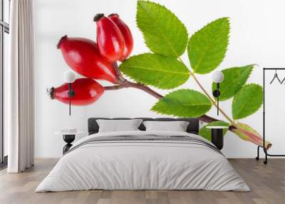 Small branch of wild rose with red briar fruits. Rosa canina. Beautiful ripe rosehips with green leaves isolated on white background. Wall mural