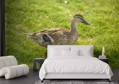 Duck grazing on green grass close-up. Wall mural