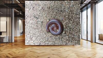 Millipedes are a group of arthropods that are characterised by having two pairs of jointed legs on most body segments, they are known scientifically as the class Diplopoda Wall mural