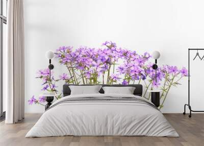 A bunch of purple phlox  flowers isolated on white background Wall mural